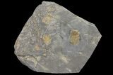 Three Pelagic Trilobite (Cyclopyge) Fossils - El El Kaid Rami, Morocco #165837-1